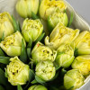 Лимонные пионовидные тюльпаны, 19 шт